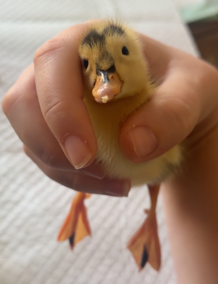 Dinky the Duckling