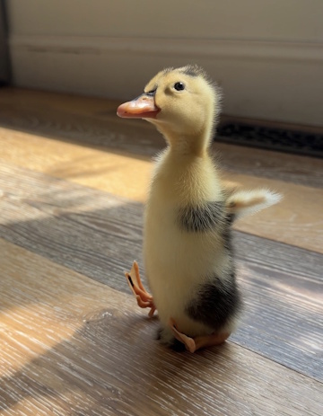 Dinky the Duckling