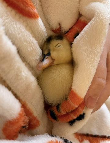 Dinky the Duckling