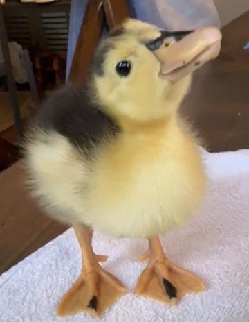 Dinky the Duckling
