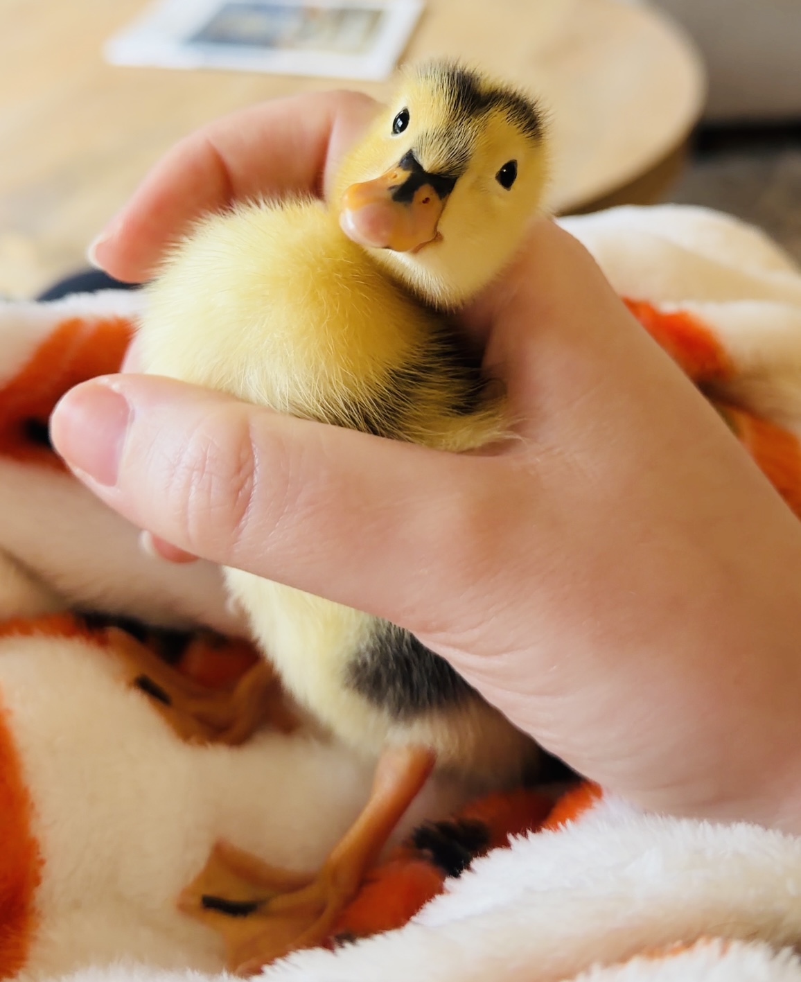 Dinky the Duckling