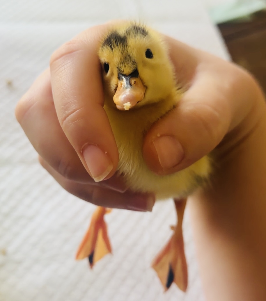 Dinky the Duckling