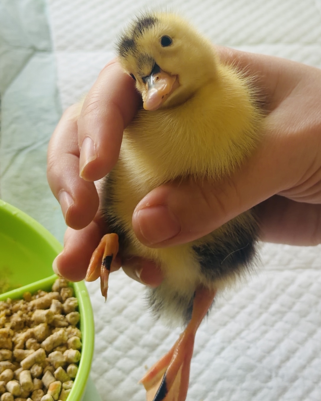 Dinky the Duckling